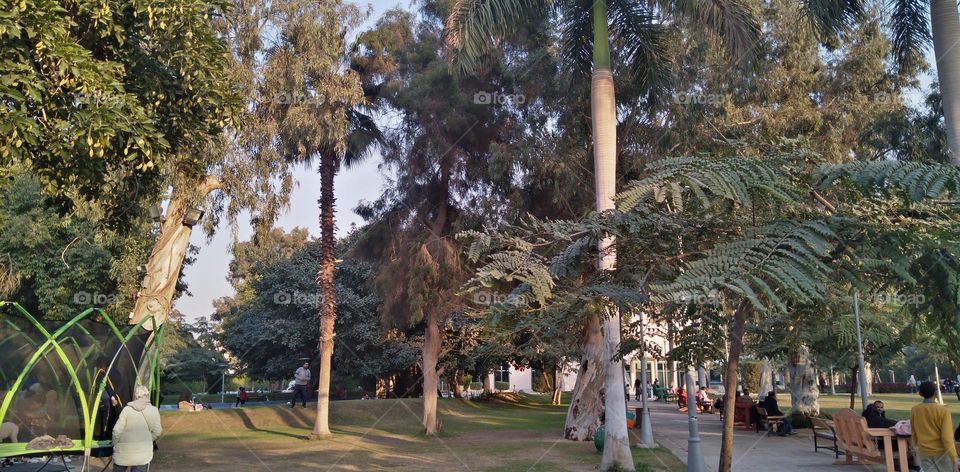 صور منطقة شجرية خيالية تستخدم للتصوير كخلفيات للافراح و مزار راح لمحبي التامل و مشاهدة الجمال الشجري والطبيعة
Pictures of a fictional tree area used for photography as wedding backgrounds and a shrine for lovers of contemplation and watching tree bea