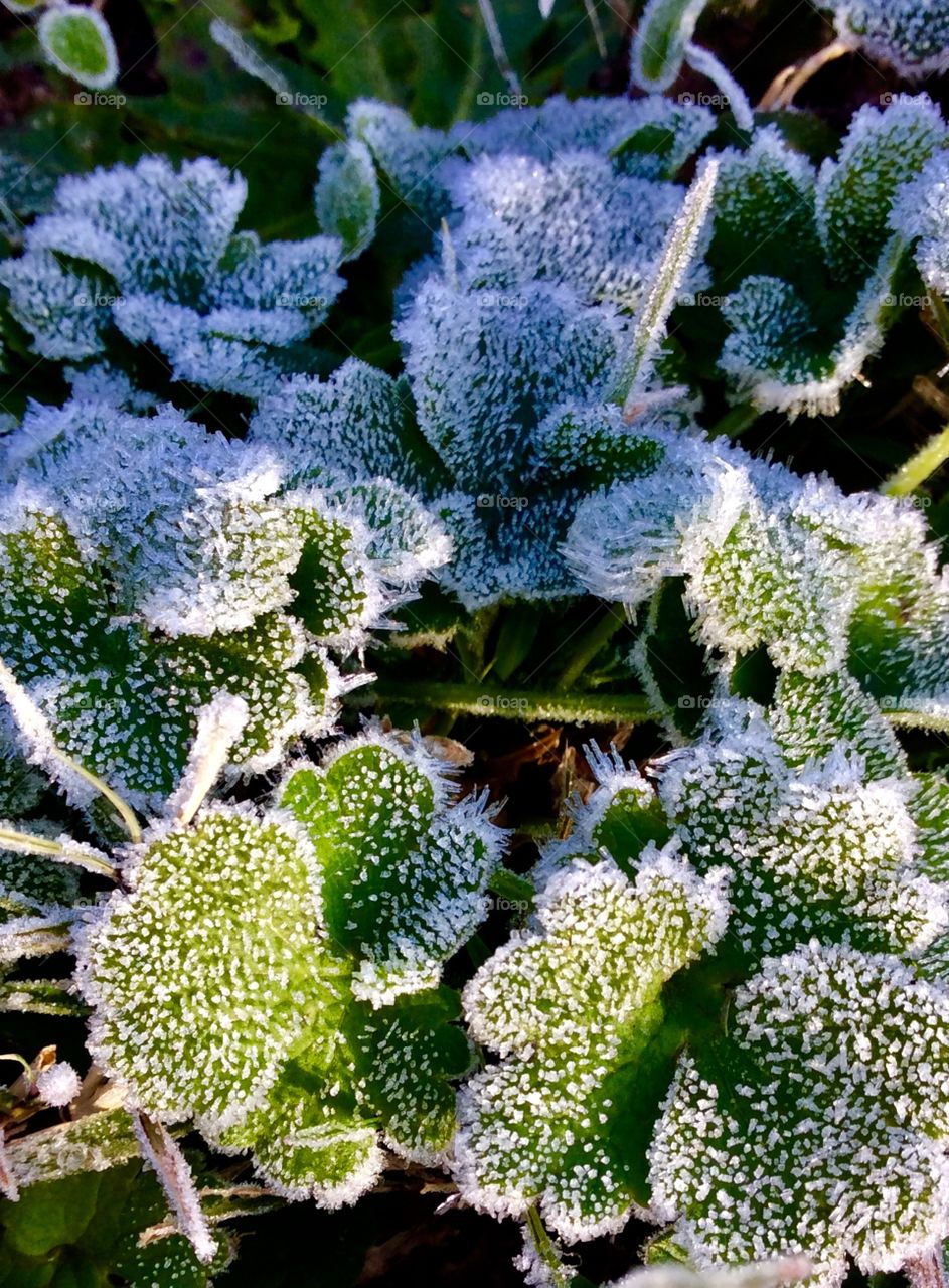 Frost on henbit weed