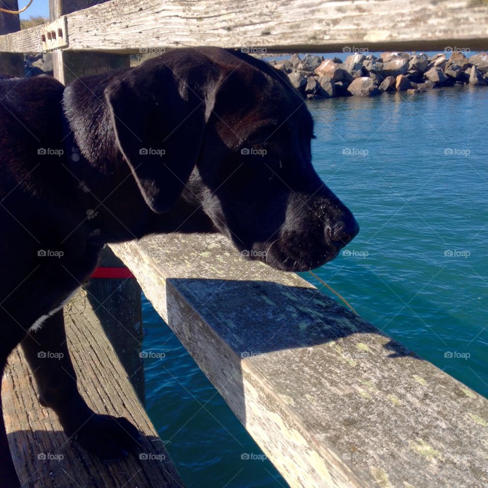 Puppy on dock. Beach day with puppy 