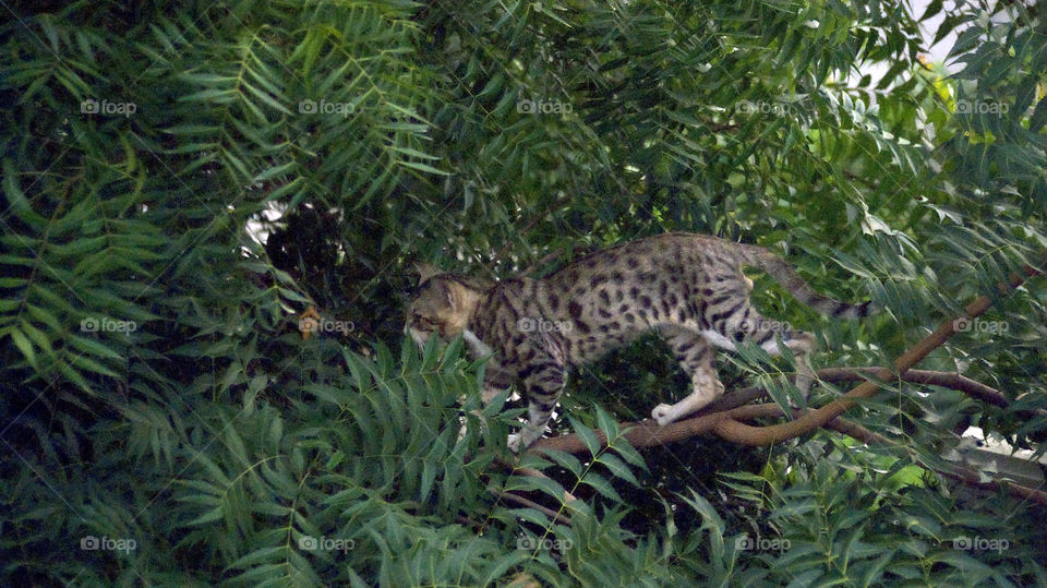 Cat on an adventerous tree climbing mission