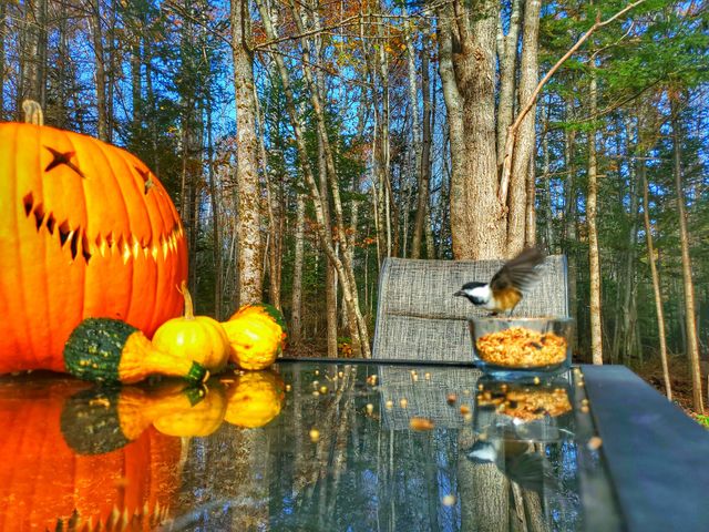 Feeding wild birds