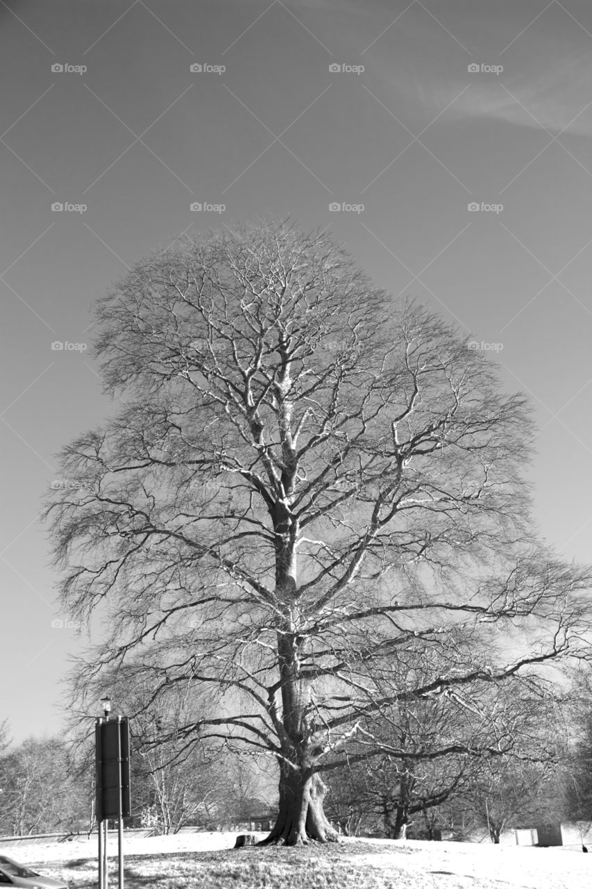 Ghostly Tree . ghostly Tree 