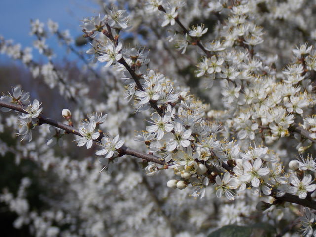 white flowers
