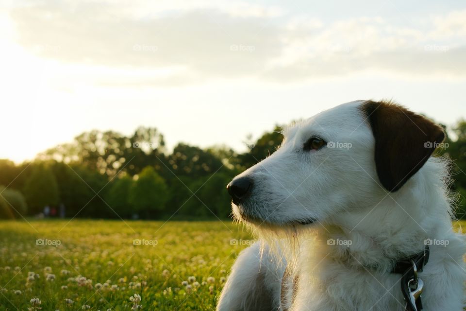 Beautiful dog enjoying lazy summer evening in field of grass 
