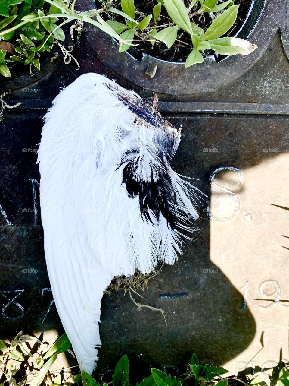 Beautiful bird wi g at a cemetery 