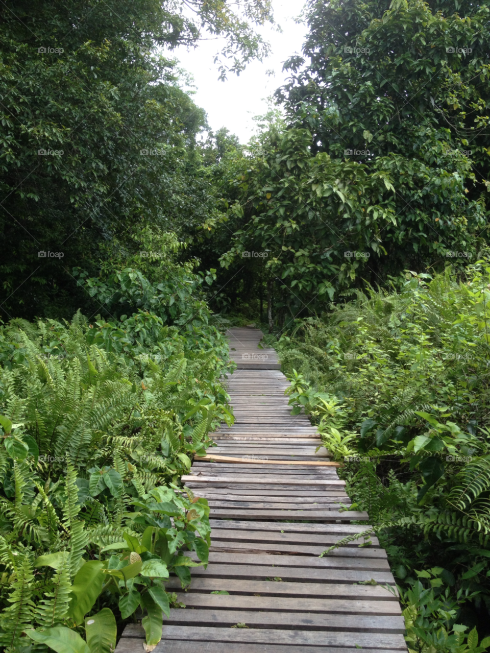 thailand jungle path wooden by Terry