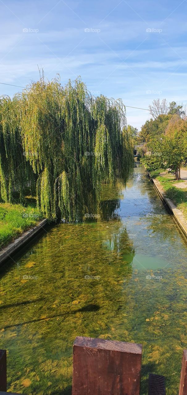 Trees and water