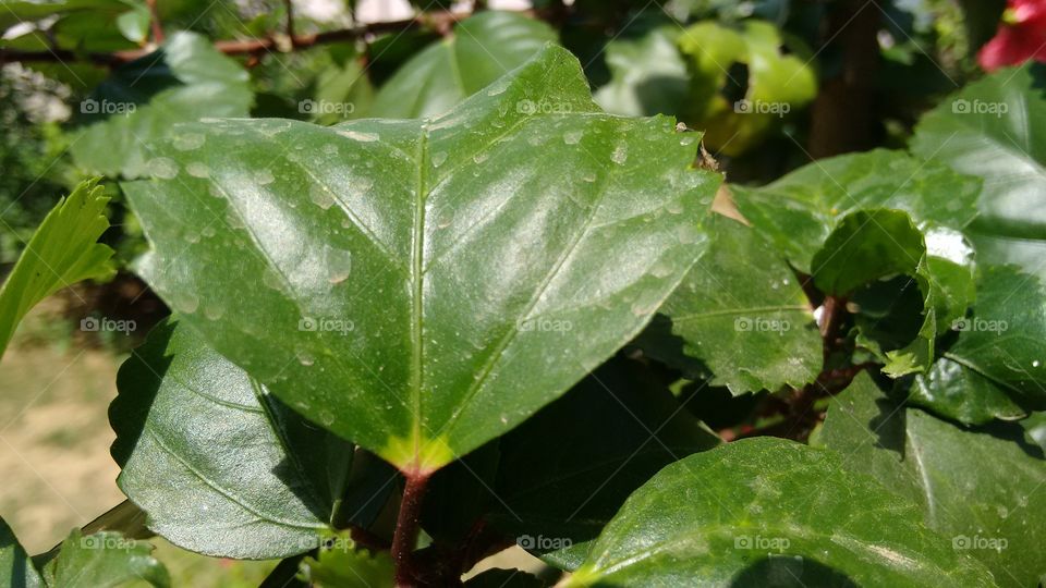 leaves. i captured today in my garden