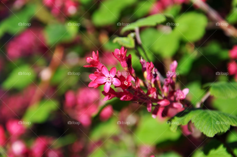 Nature, Flower, Garden, Leaf, Flora