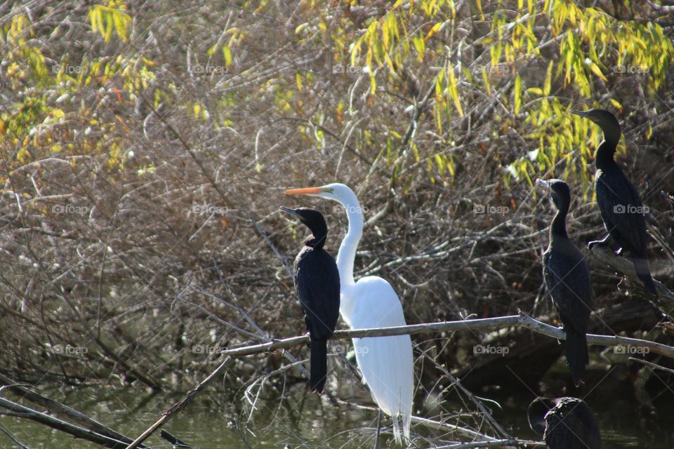 White Egret and Cormorants