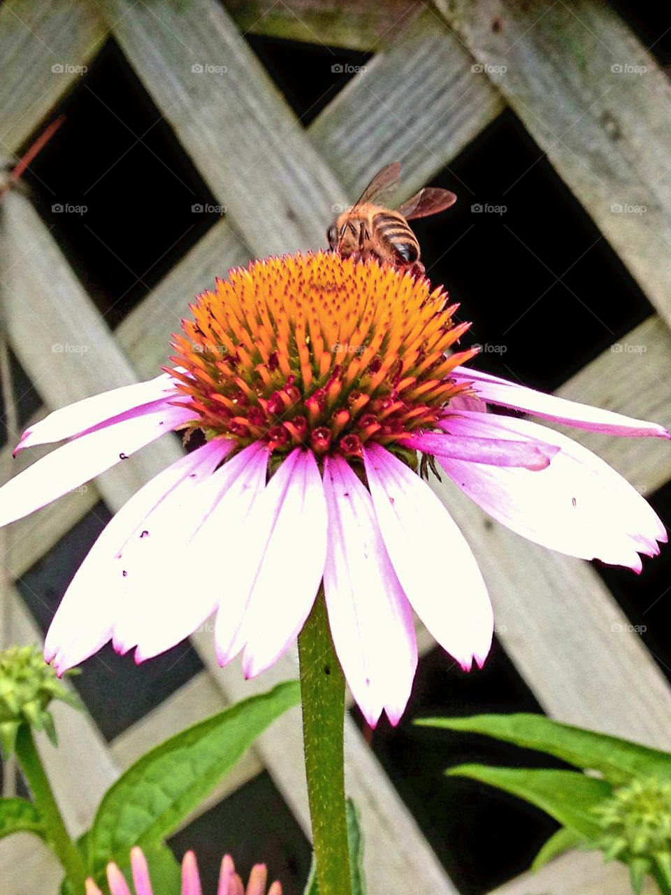 Bee on Pink Cone Flower closeup
