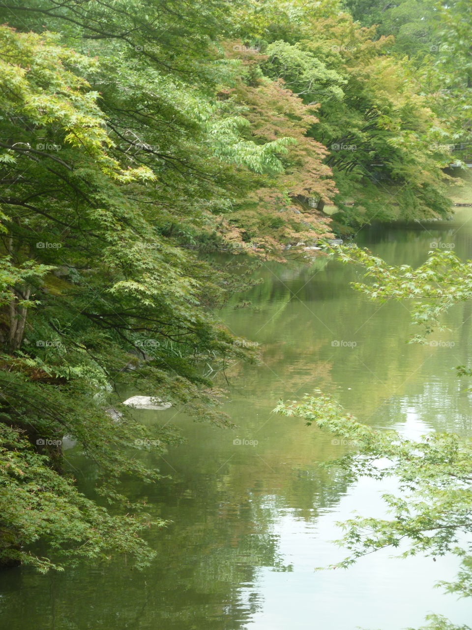 japanese garden in Tokyo