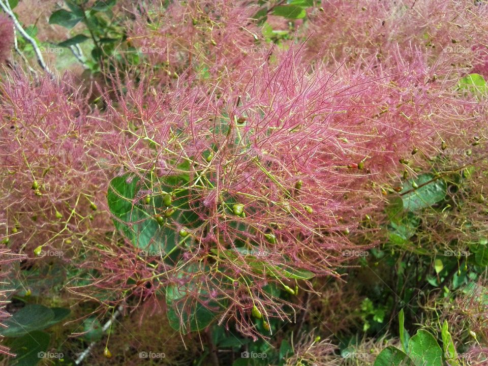 Scumpia is a tall shrub or low tree in the sumac family. Flowering branches.