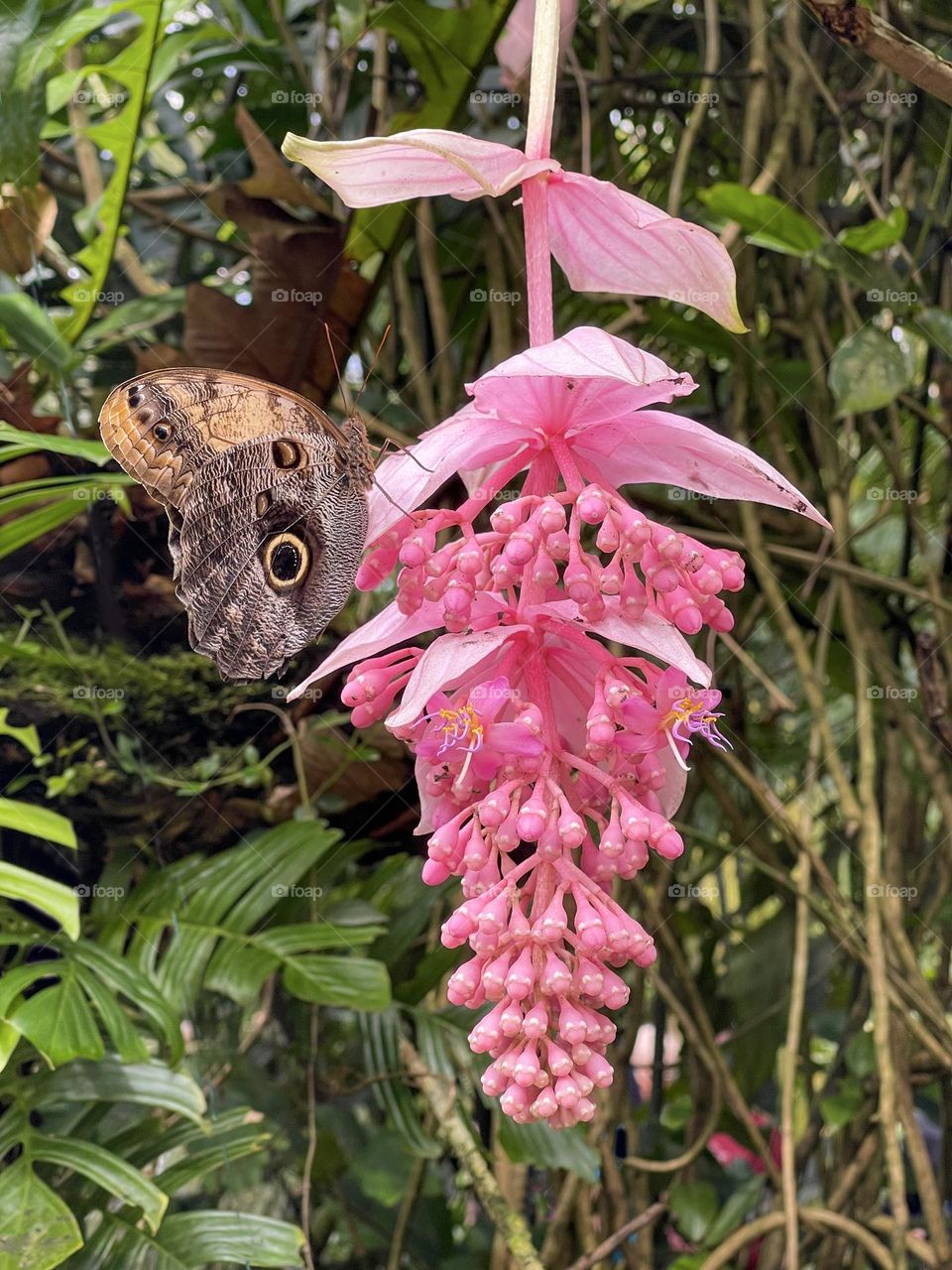 Beautiful pink tropical flower with brown butterfly 