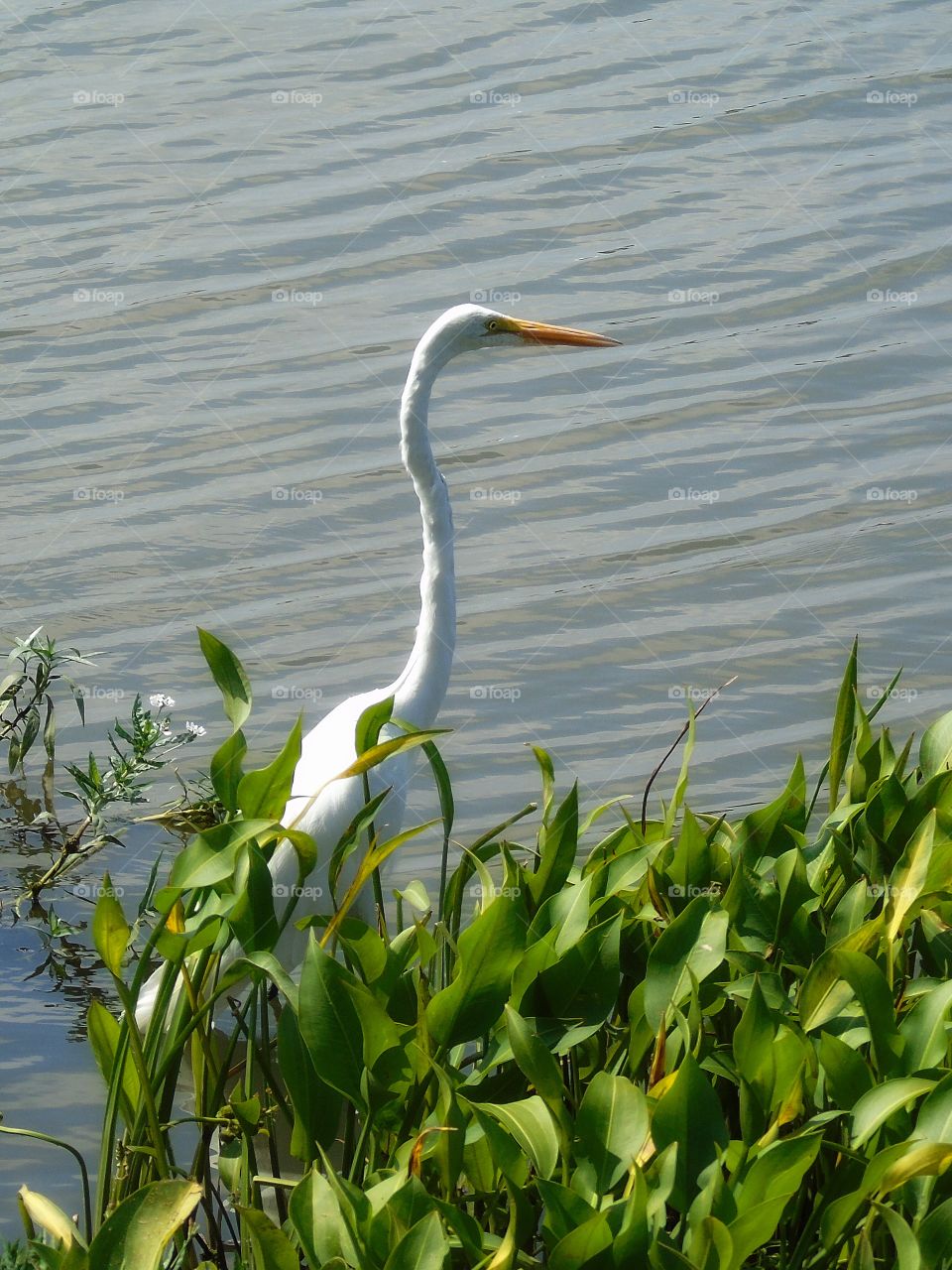 Egret