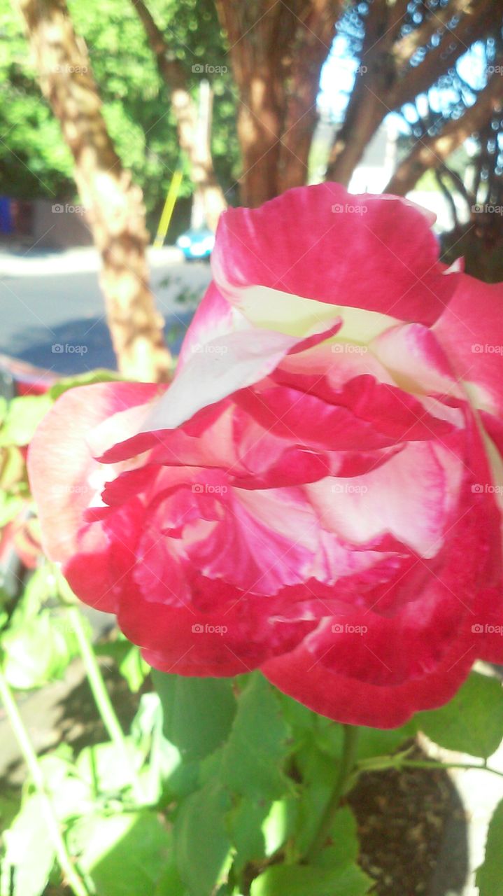 Pink Streaks Rose. A bright pink bloom on a sunny day in the Rose City.