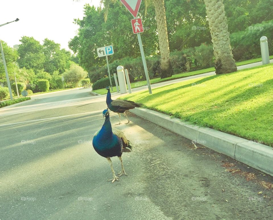 Peacocks walking on the road