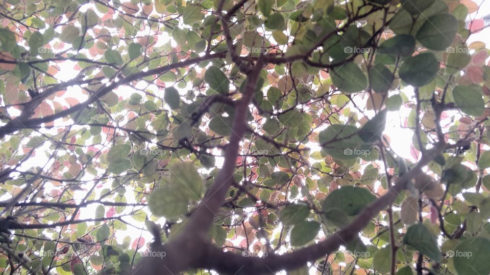 Under the tree branch