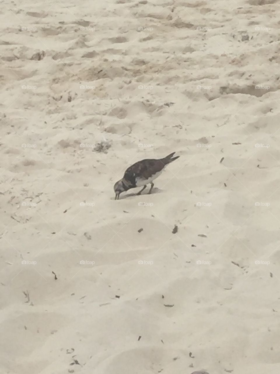 Bahama Bird