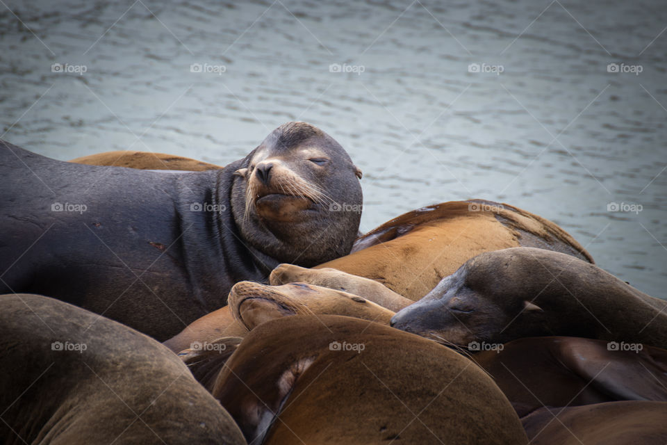 Beautiful seals basking lying in the sun