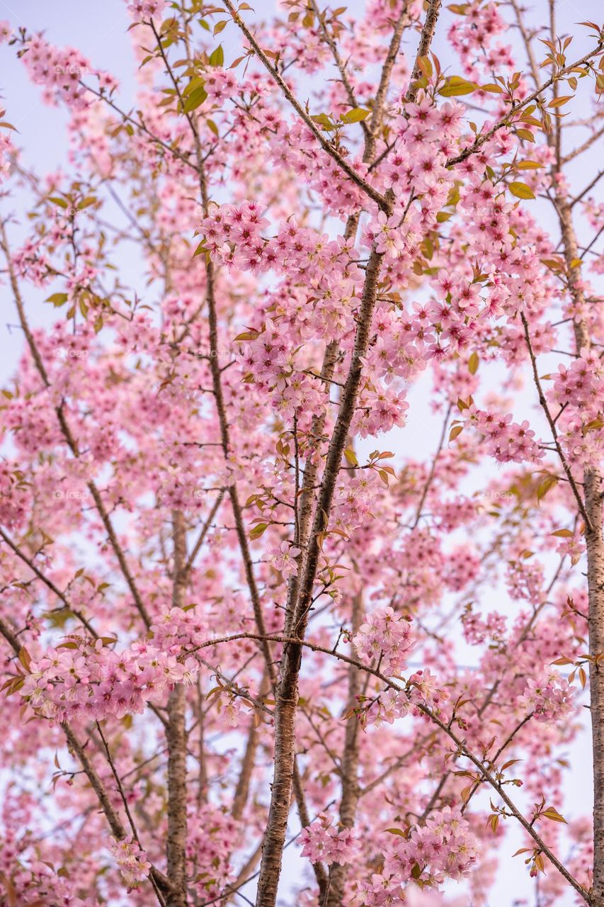 capturing the beautiful and vibrant  cherry blossom.