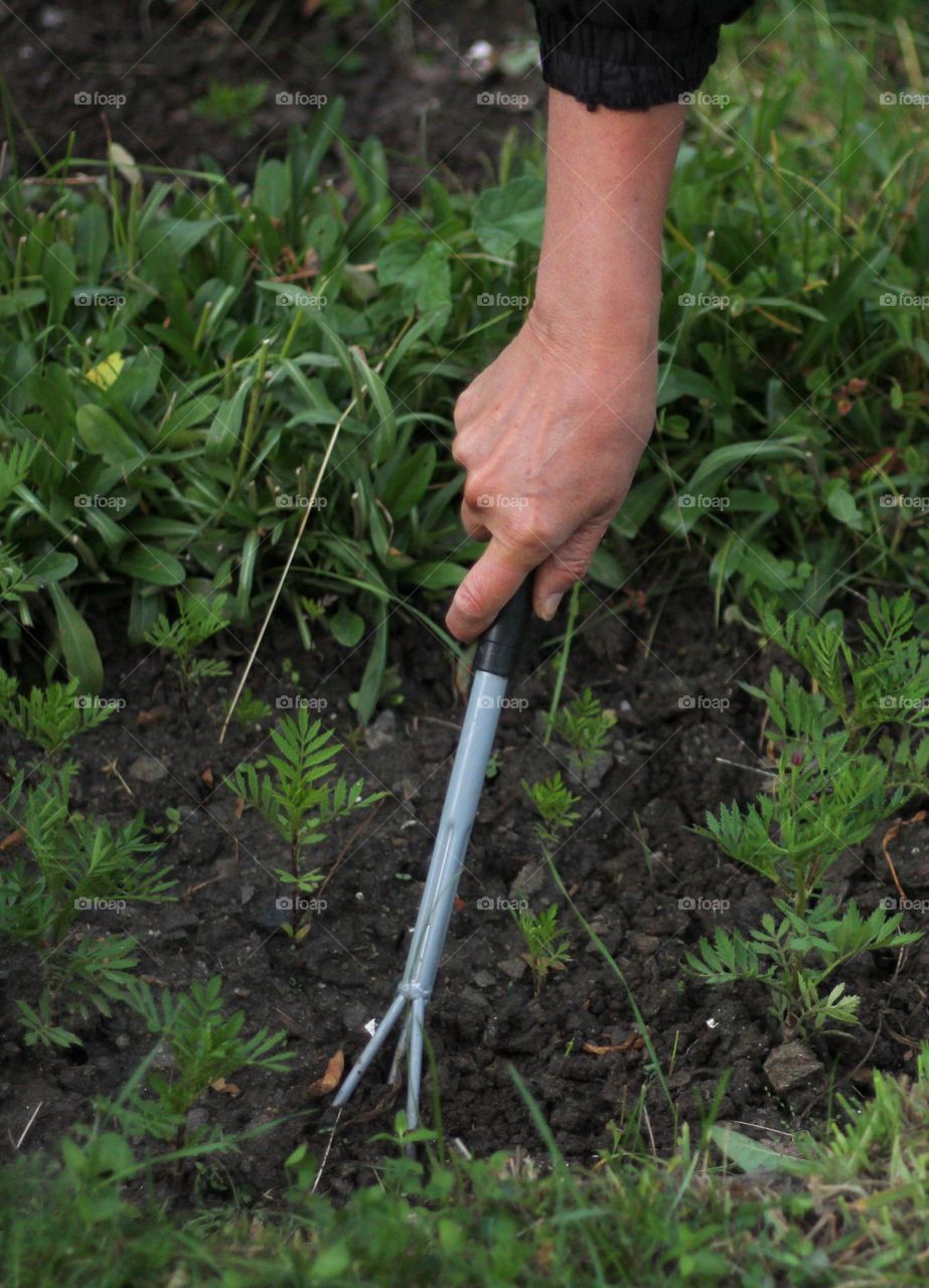 Planting plants in the garden