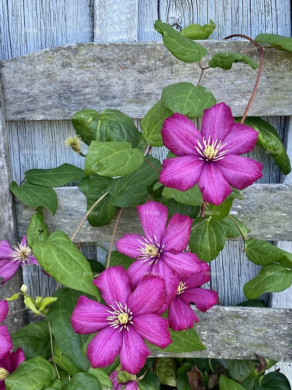 A pink clematis climbing up the frame of an old chair in front of a weathered barn
