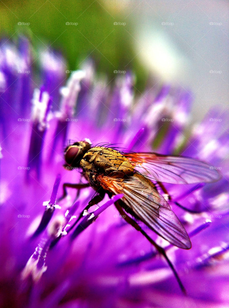 Close-up of fly on flower