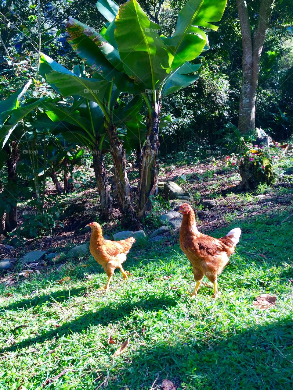 Me acompañan en mi caminata estas jóvenes gallinas