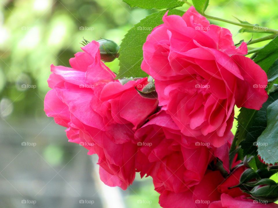 Rambling Rose's growing in the garden