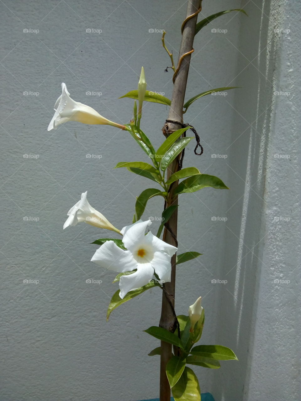 White Flower.