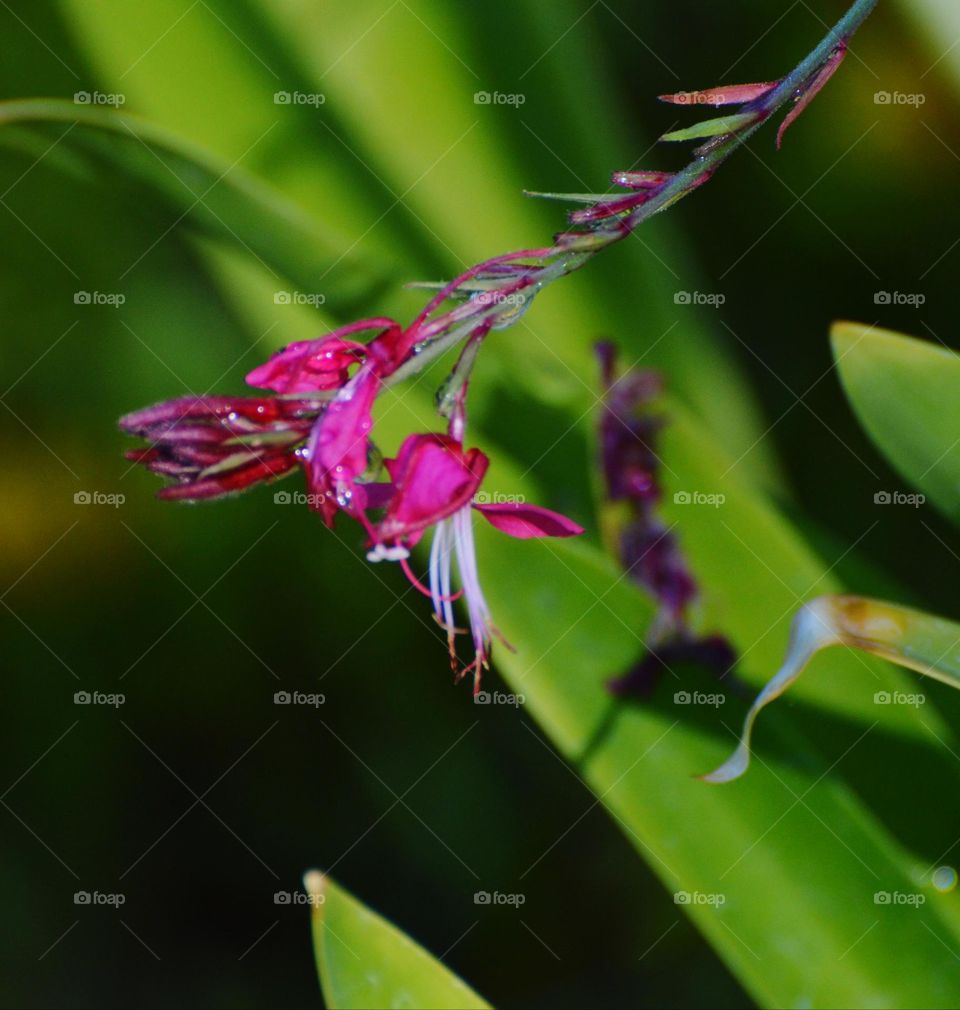tropical plant growing in a community Botanical Garden