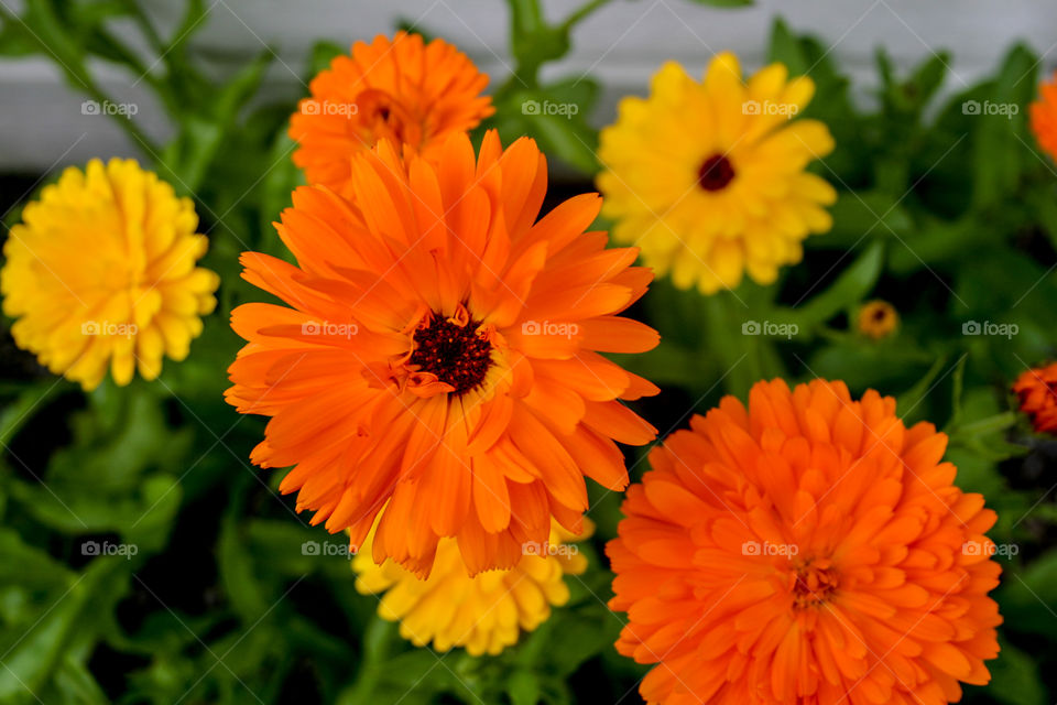 Beautiful marigold flowers