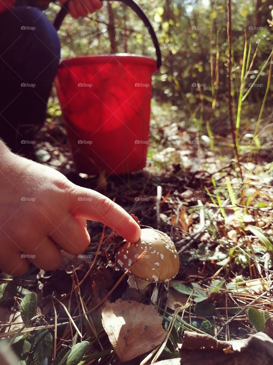 Сбор грибов