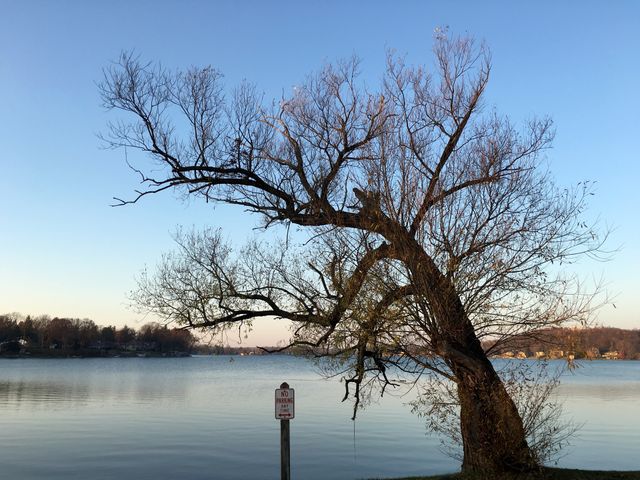 Leafless tree