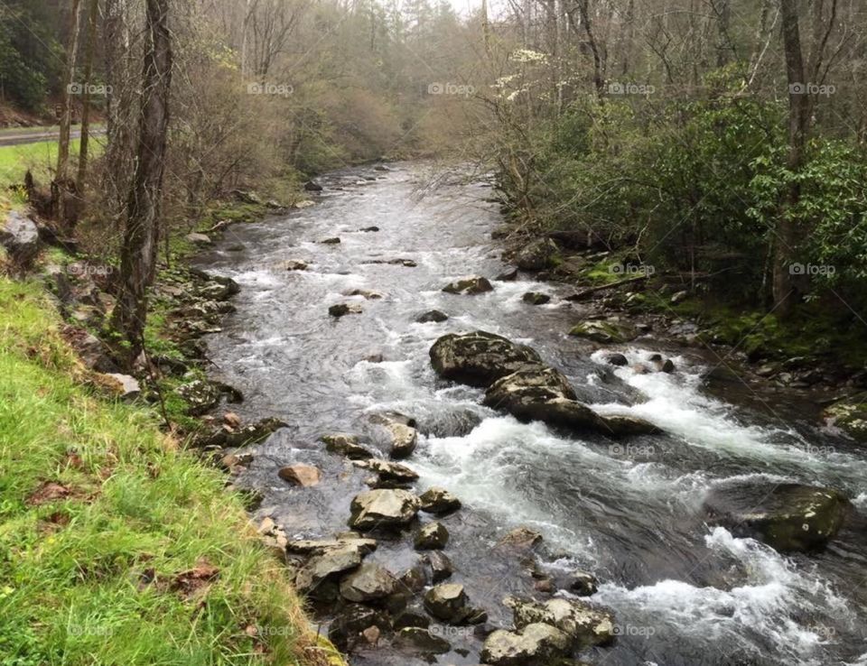A creek in Great Smoky National Park , early Spring , Tennessee .