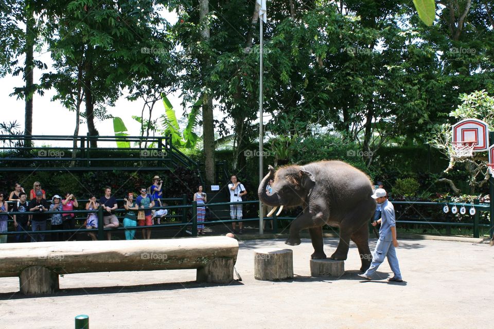 Elephants 