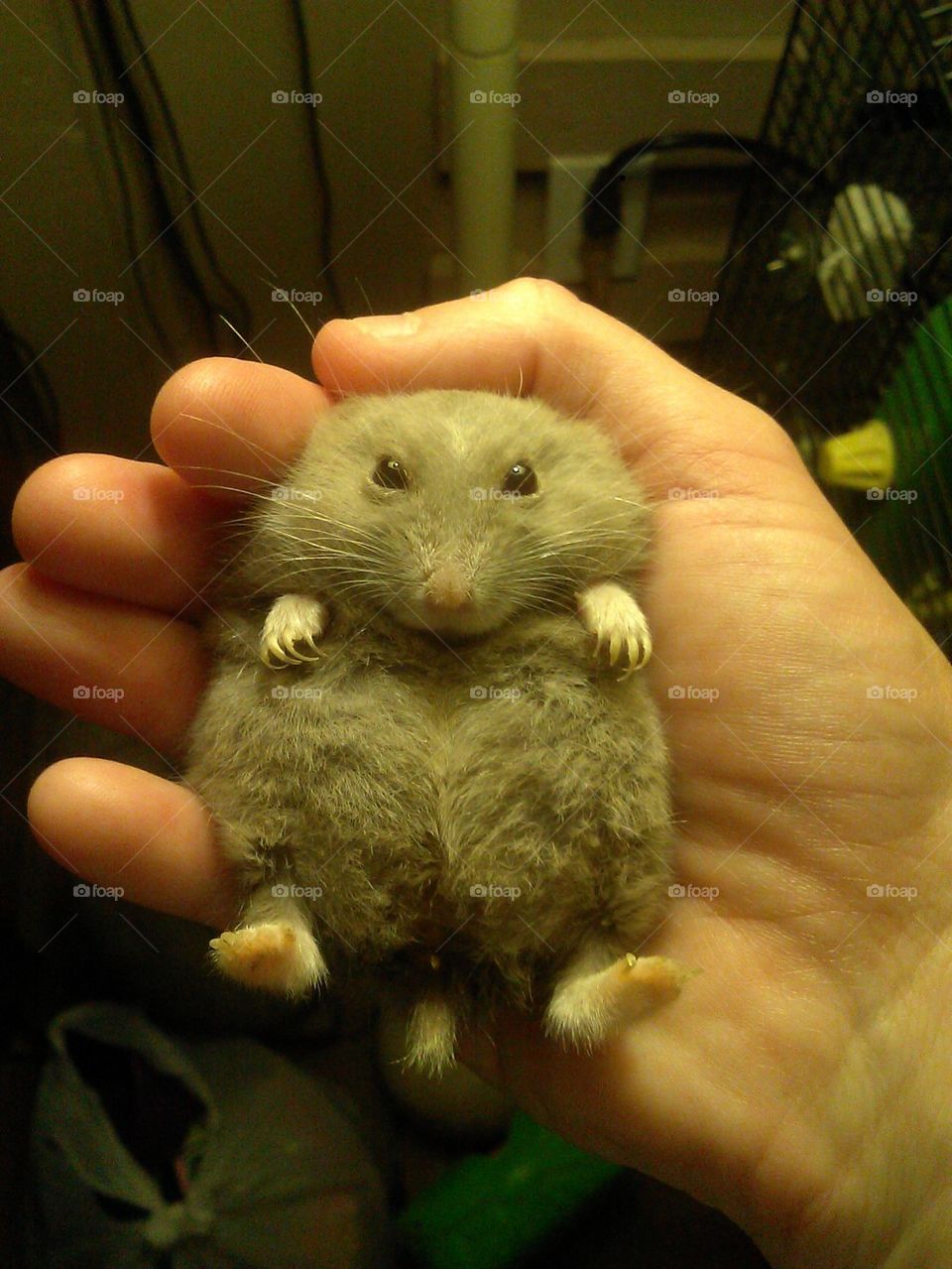 Fat and cute Hamster