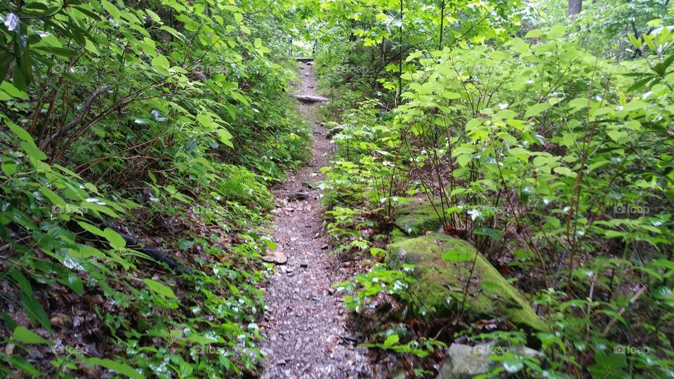 Hiking Trail of Nantahala National Forest,  North Carolina