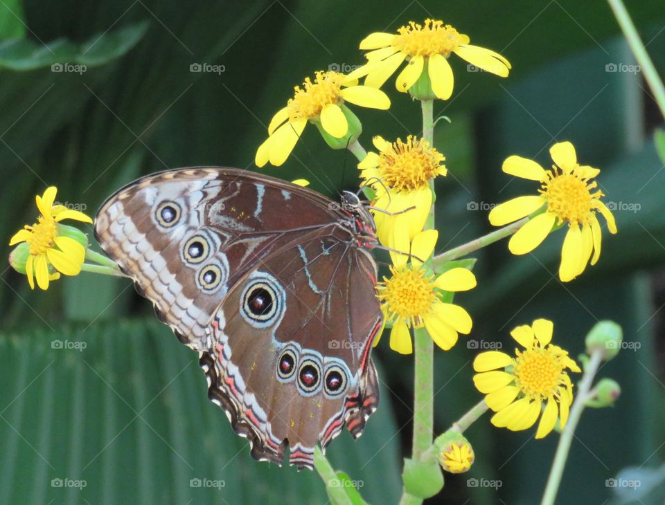 blue morpho butterfly