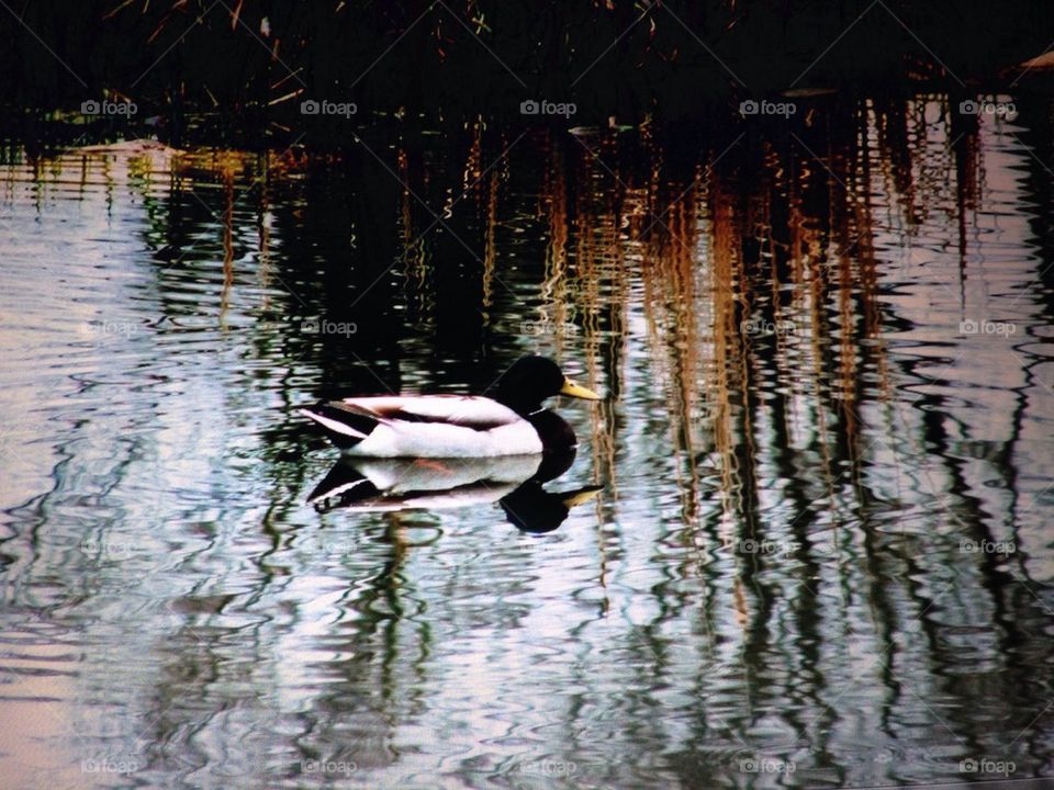 Duck in a pond 