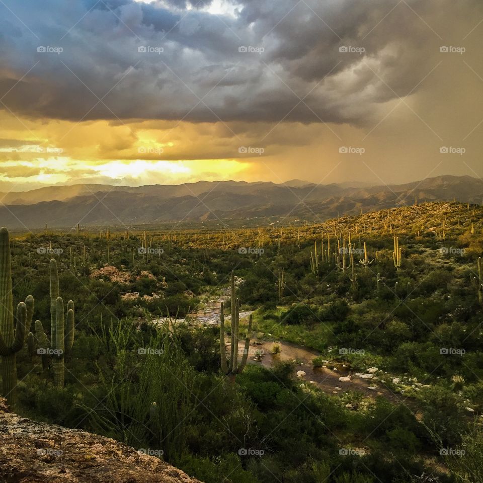 Desert Landscape 