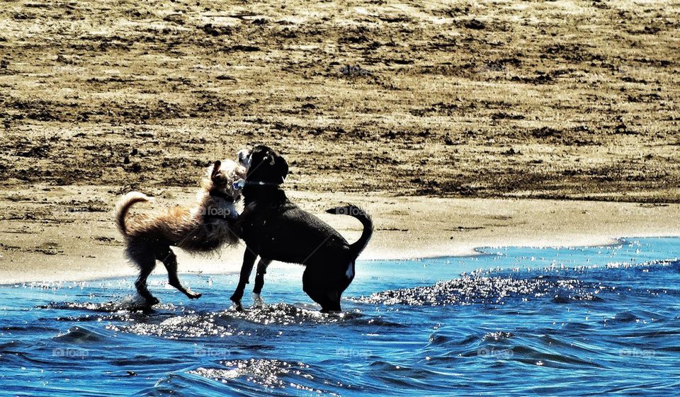 Dogs play at beach