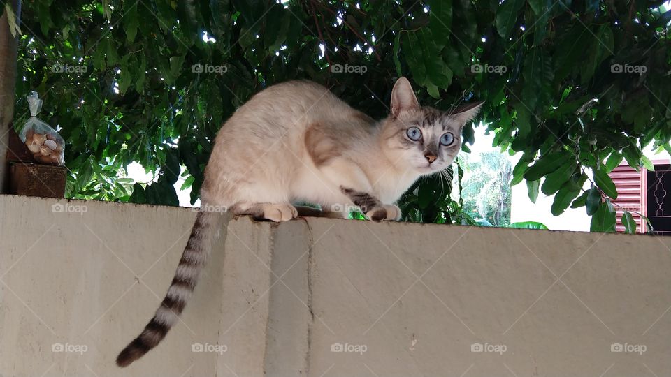 Um gato sobre o muro.