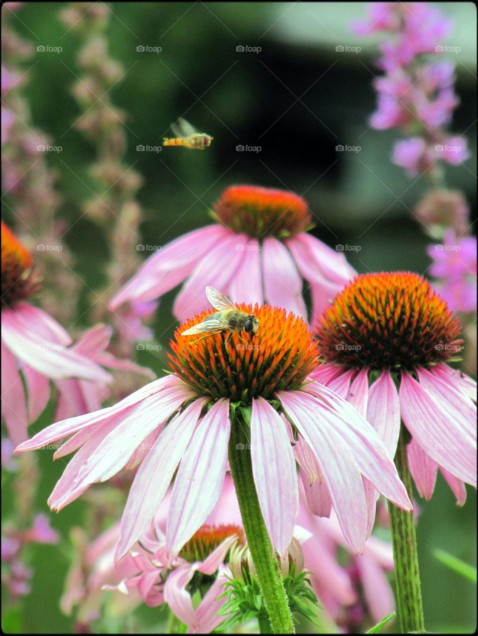nature summer echinacea healing by jootto