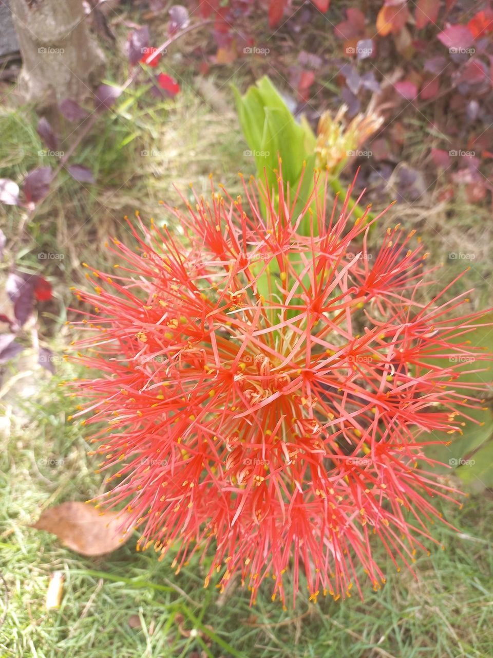 Scadoxus multiflorus in bloom growing in the yard