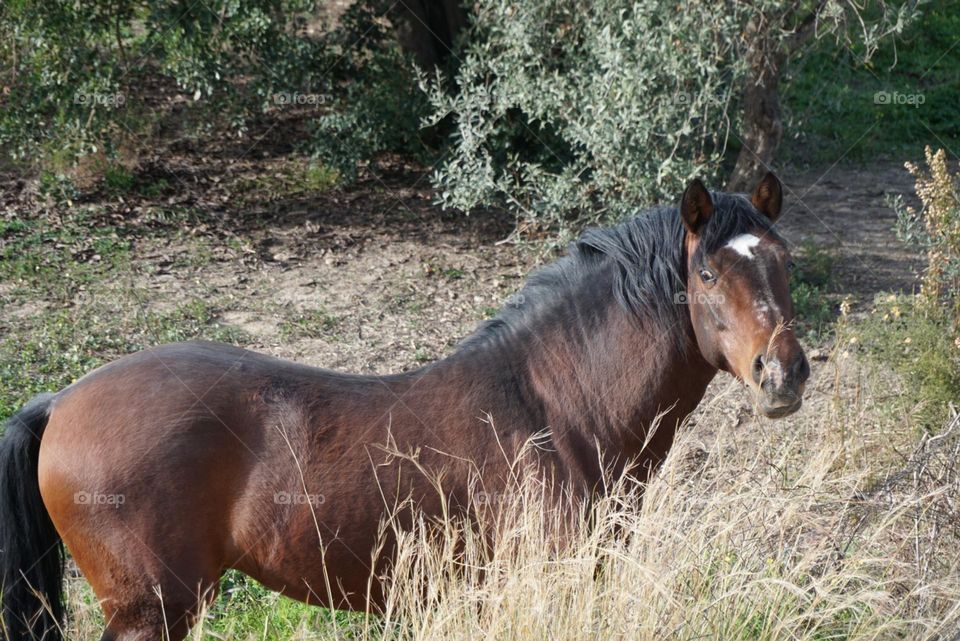 Horse#nature#trees#animal#greengrass