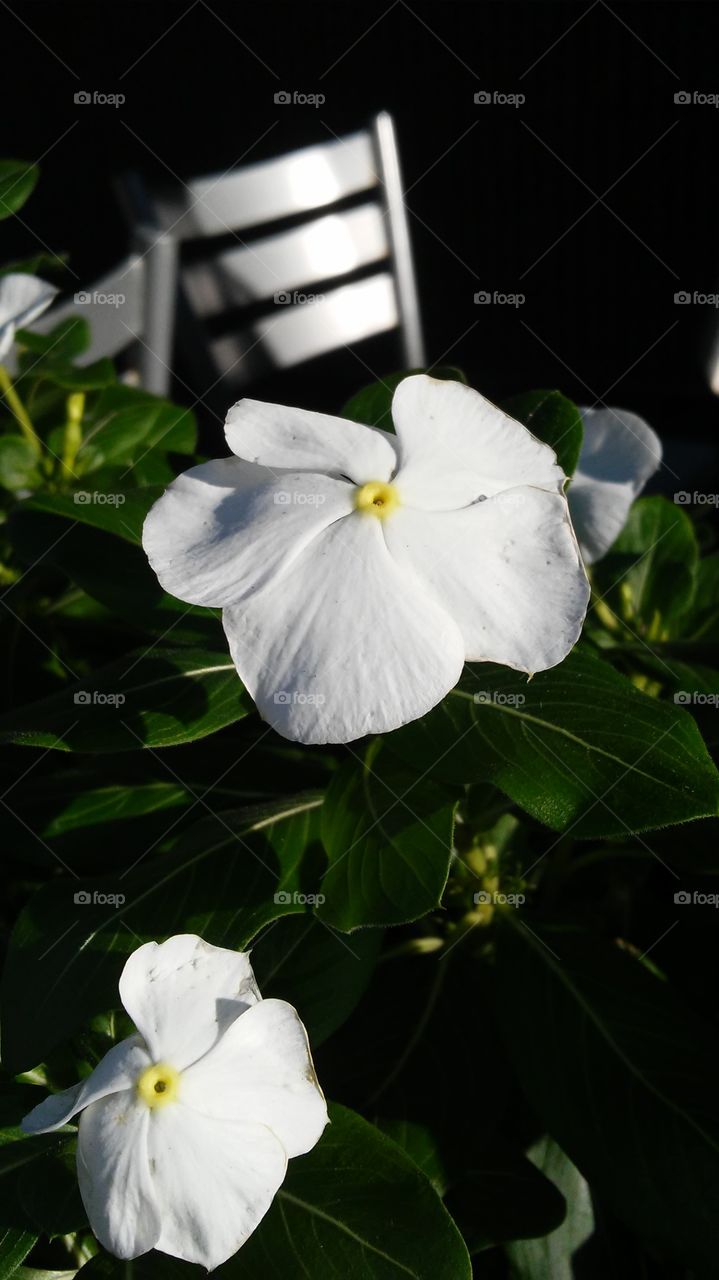 Flower, Nature, Flora, Leaf, Garden