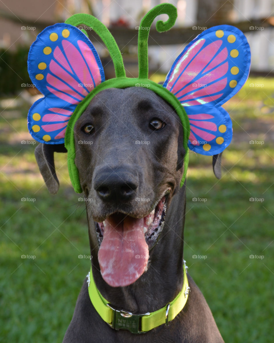 Great dane wearing butterfly headwear