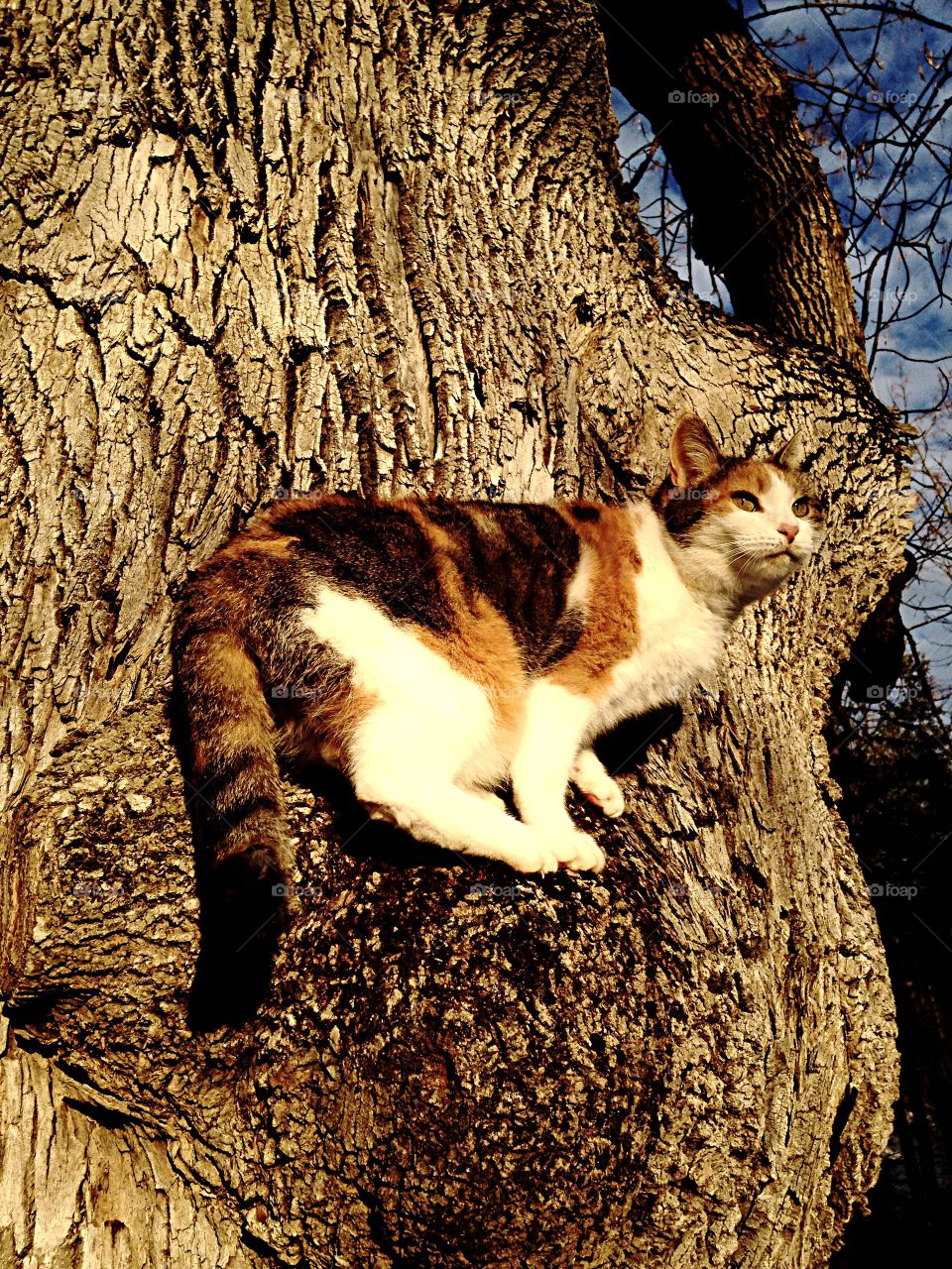 Cat up tree. Cat climbing tree at sunset